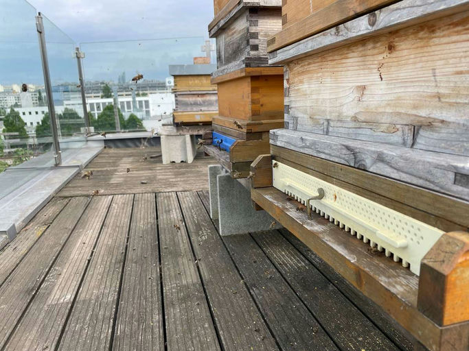 Der erste Honig 2025! Bild 3