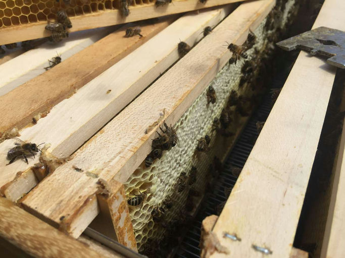 Sommerblütenhonig Bild 1