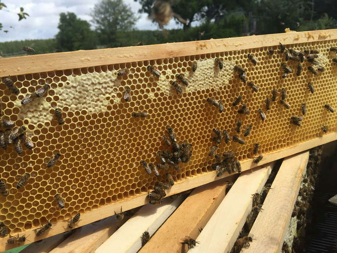 Sommerblütenhonig Bild 2