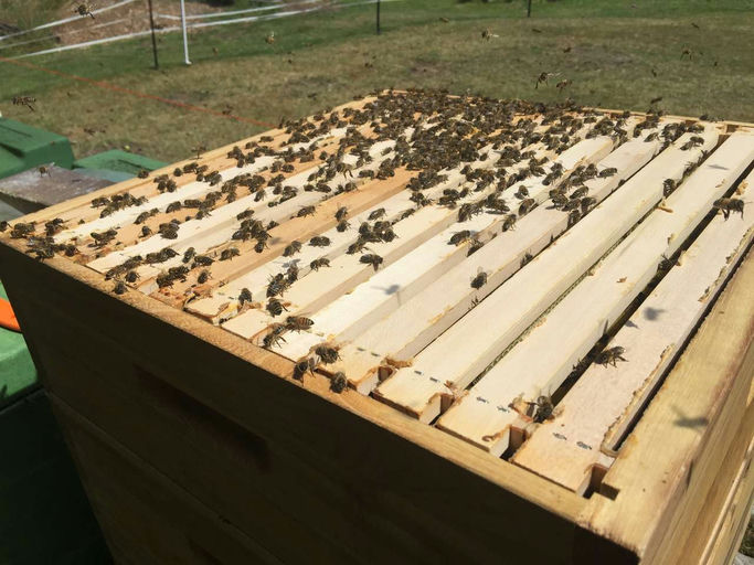 Sommerblütenhonig Bild 3