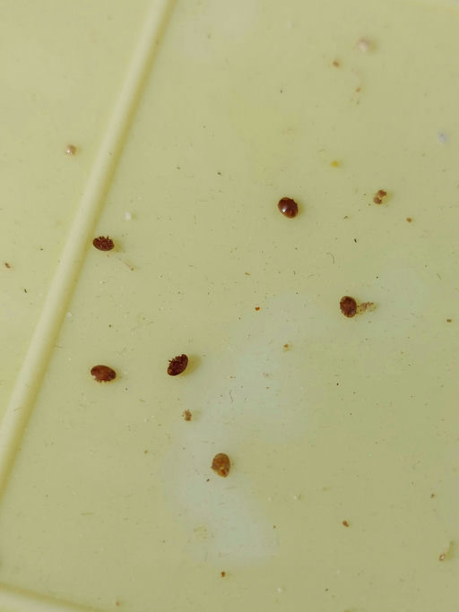 Kampf gegen die Varroamilbe