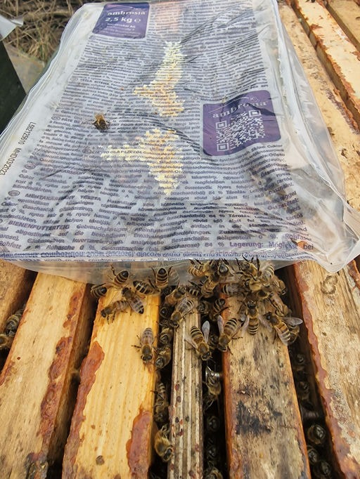 Zaghafter Frühlingsstart Bild 3