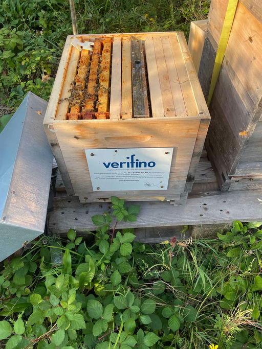 Save the queen! Bild 1