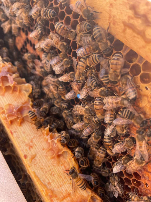 Save the queen! Bild 4