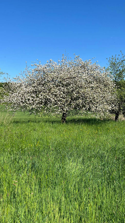 Bienen im April Bild 2