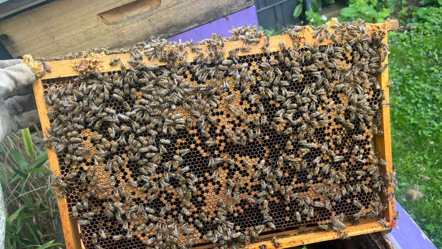 Bienen im April Bild 3