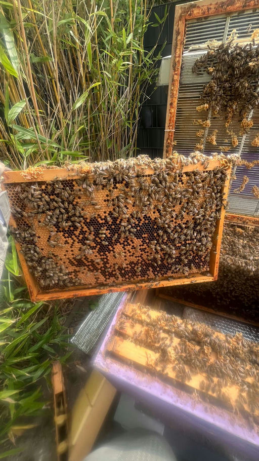 Bienen im April Bild 4