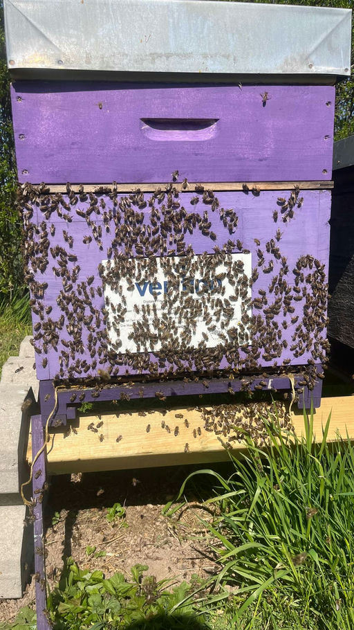 Bienen im April Bild 5