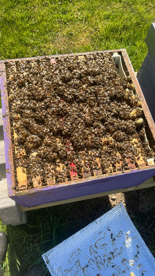 Bienen im April Bild 6