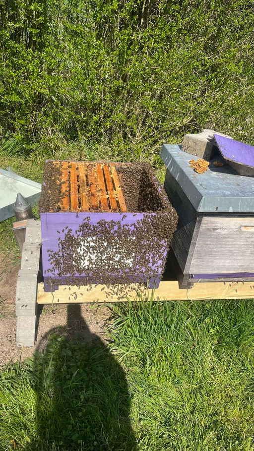 Bienen im April Bild 7