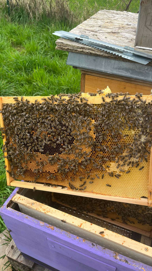 Der Frühling ist da! Bild 1