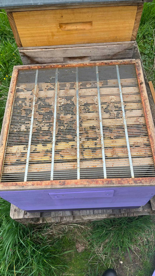 Der Frühling ist da! Bild 3