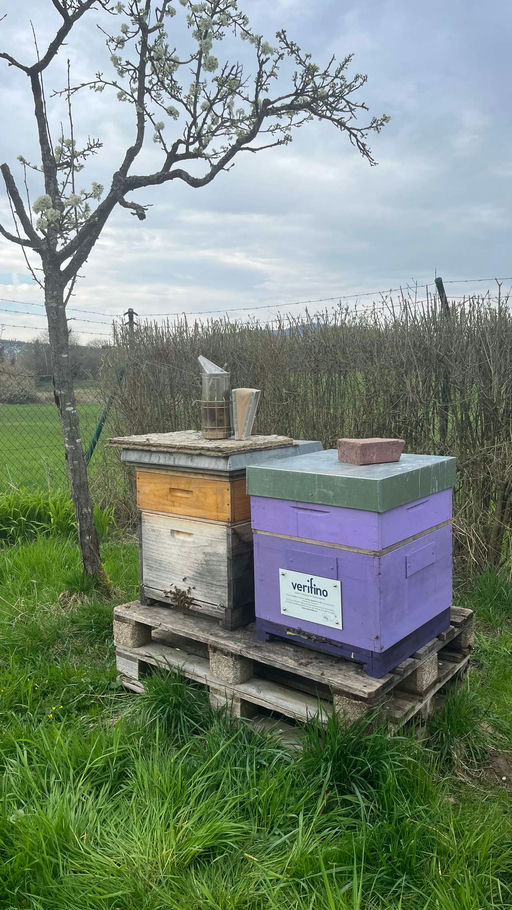 Der Frühling ist da! Bild 4