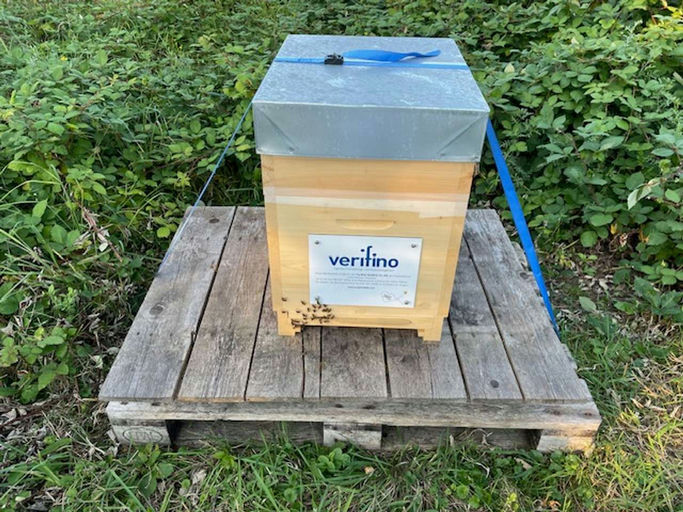 Imkern mit Hindernissen - aber Hindernisse kann man überwinden Bild 8