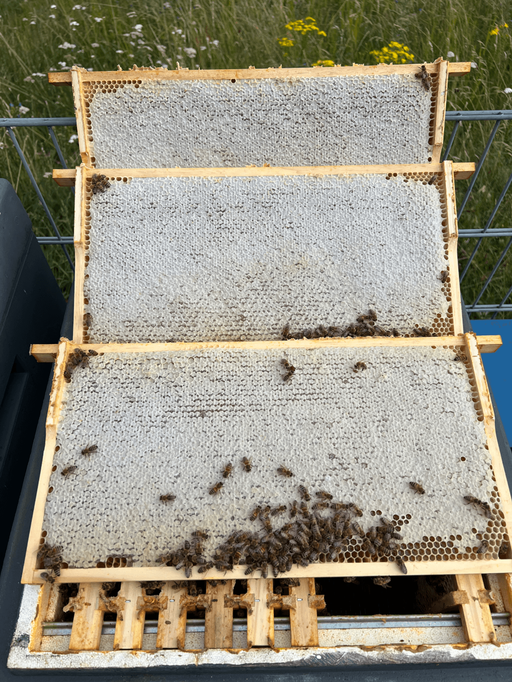 Süßes flüssiges Gold Bild 2