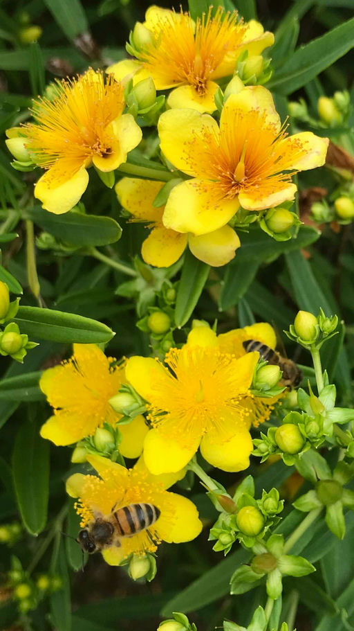 Tritt nicht auf eine Biene