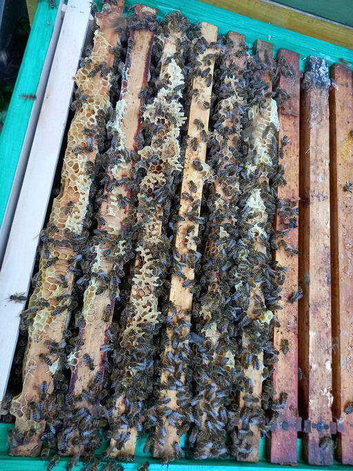 Hurra unsere Bienen sind da