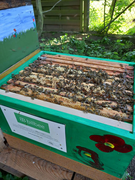 Hurra unsere Bienen sind da Bild 1