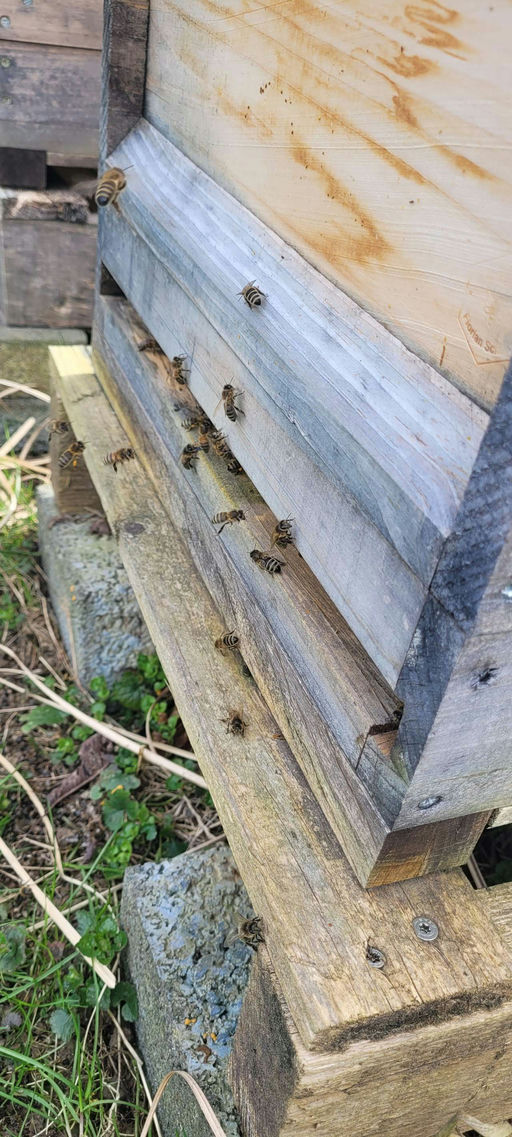 Blühbeginn im März