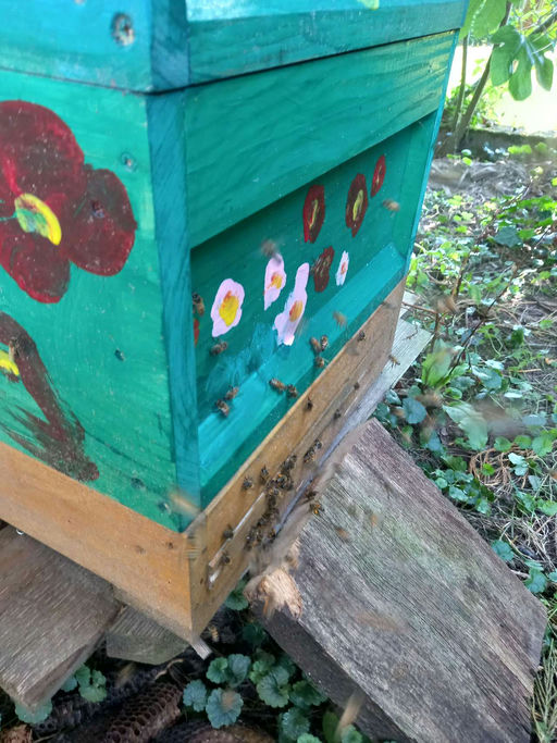 Einsatz für ein gesundes Bienenvolk