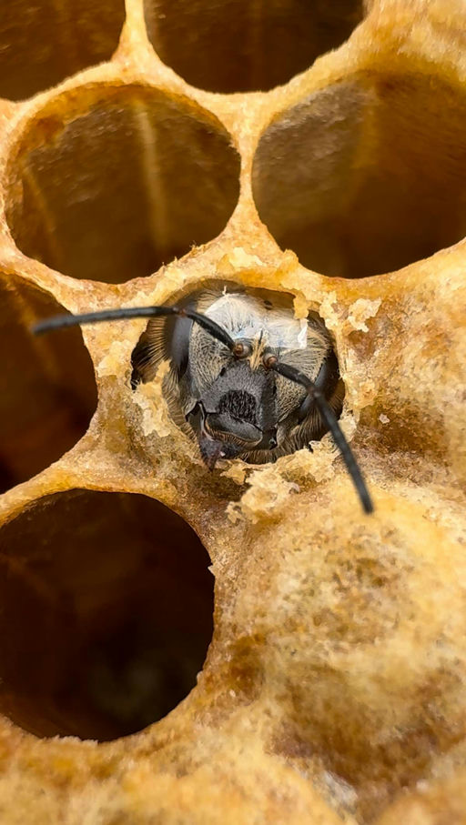 Hochsaison im Bienenvolk