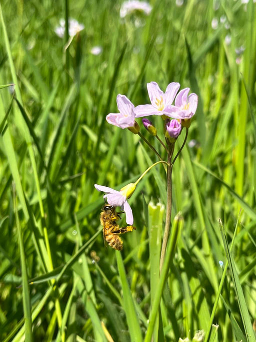 Der Startschuss in den Frühling!