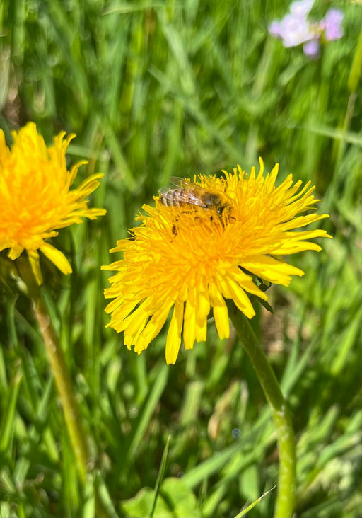 Der Startschuss in den Frühling! Bild 2