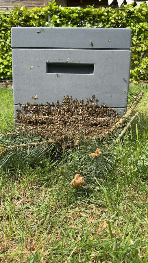 Neue Billbee-Bienen kommen angeschwärmt 🐝