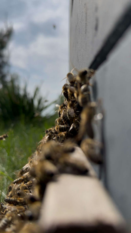 Neue Billbee-Bienen kommen angeschwärmt 🐝