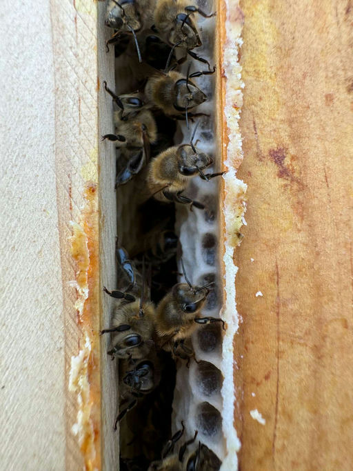 Wintervorbereitungen im August