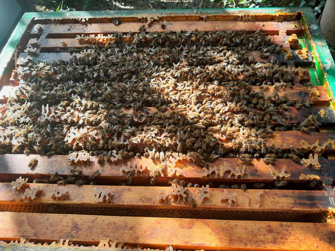Herbstzeit in den Bienenstöcken