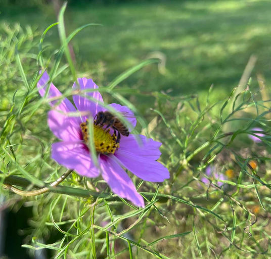 Letzte Blütenbesuche und Pollenhöschen