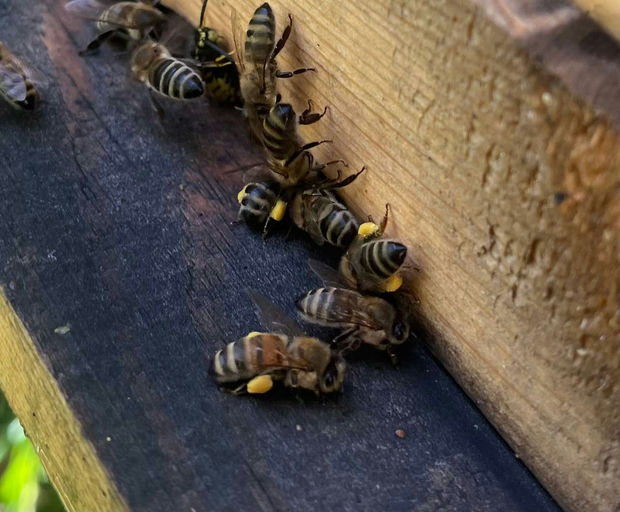 Letzte Blütenbesuche und Pollenhöschen