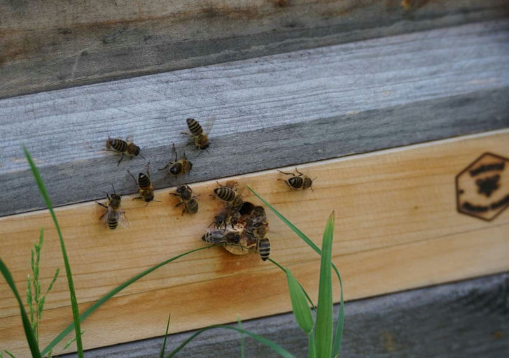 Frühtracht und Völkervermehrung