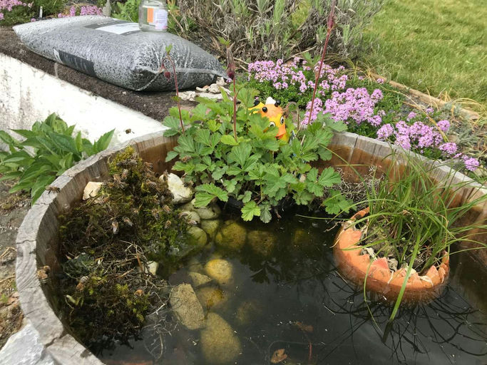 Die Bienen und der Klimawandel