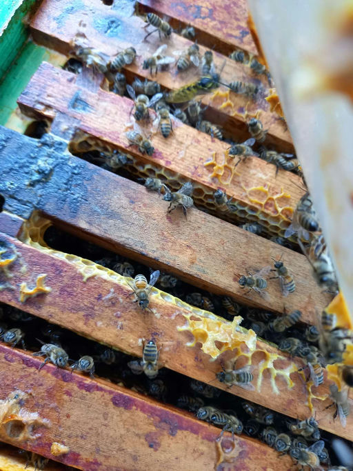 Uns geht es gut mit der neuen Buckfast Königin