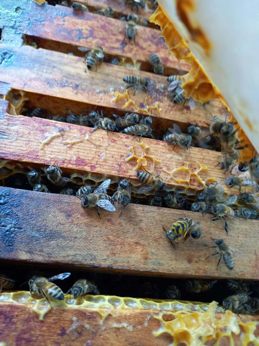 Uns geht es gut mit der neuen Buckfast Königin