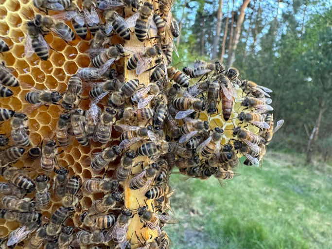 Der Mai der macht was er will