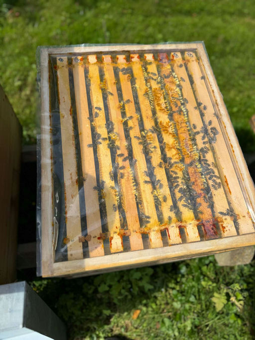 Das Ende des Bienenjahres naht