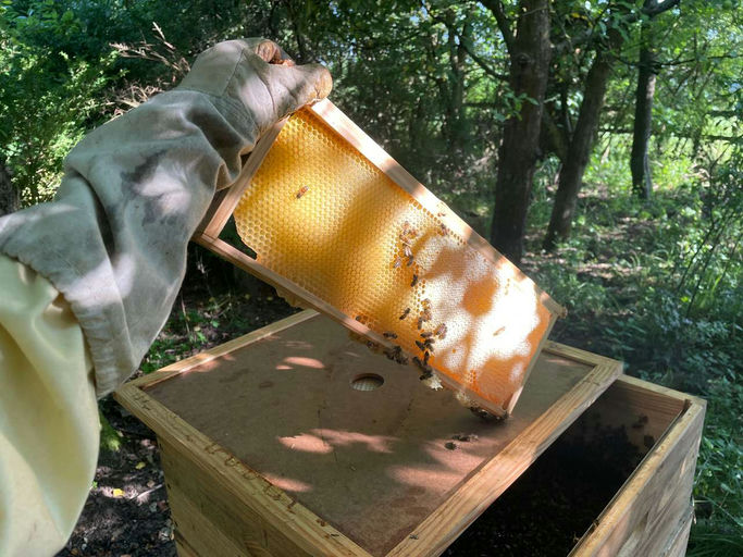 Mathe mit den Bienen