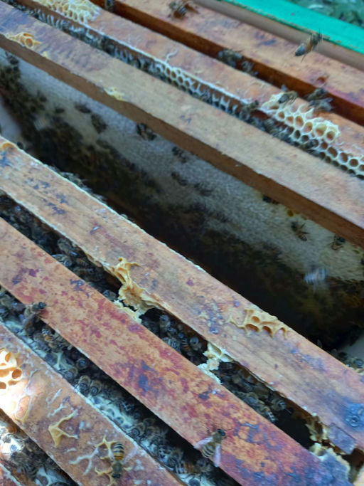 Unser Bienenvolk wächst