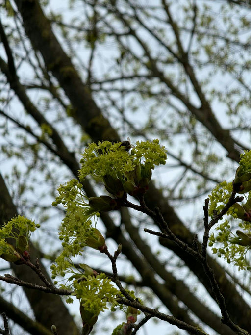 Die Vorfreude auf die neuen Bienen steigt