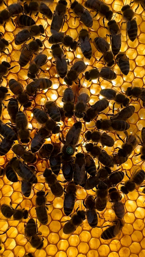 Letzte Sonnenstrahlen für die Billbee Bienen