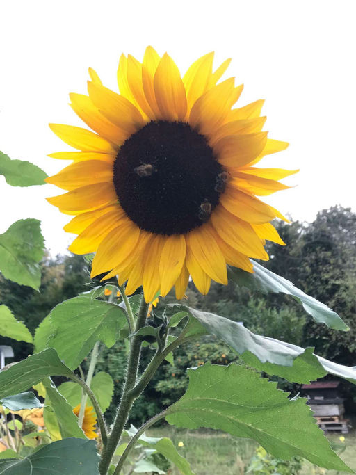 Und plötzlich ist er da... Bild 2