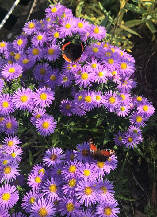 Und plötzlich ist er da... Bild 3