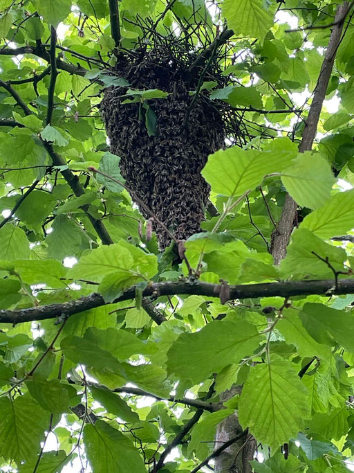 Wir schwärmen für Honig