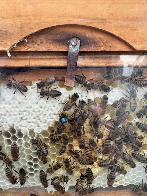 Neue Königinnen fürs neue Jahr