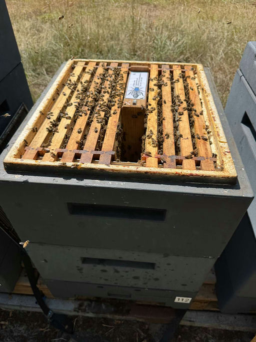 Neue Königinnen fürs neue Jahr