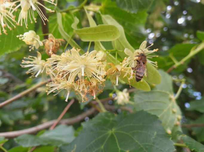 Mit Kindern im Bienengarten