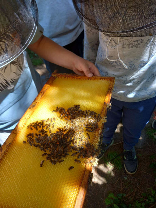 Mit Kindern im Bienengarten Bild 1